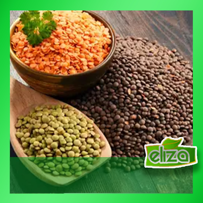 قیمت عدس کیلویی امروز