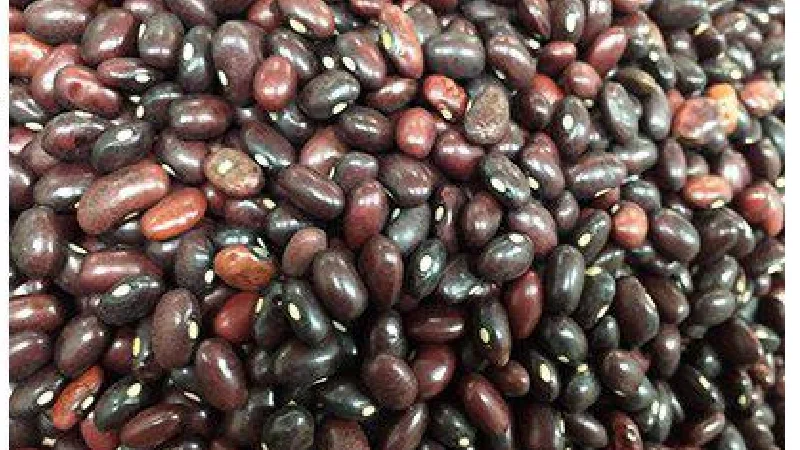 لوبیا قرمز اتیوپی