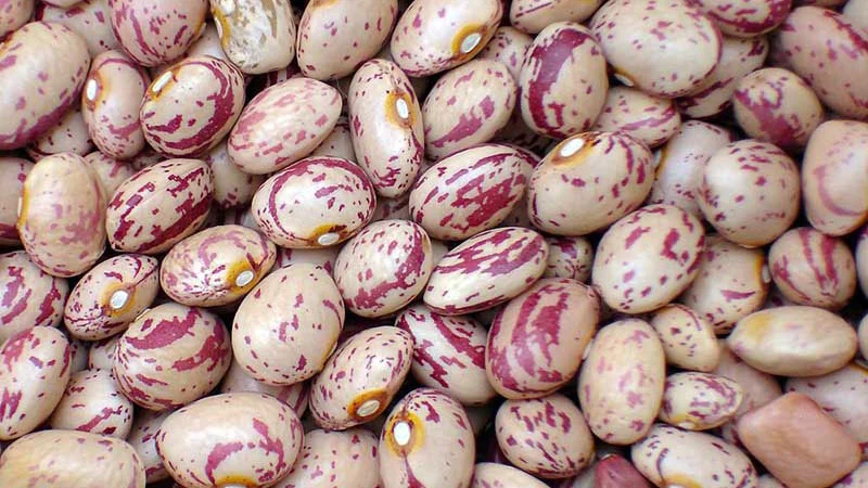 لوبیا چیتی زنجان