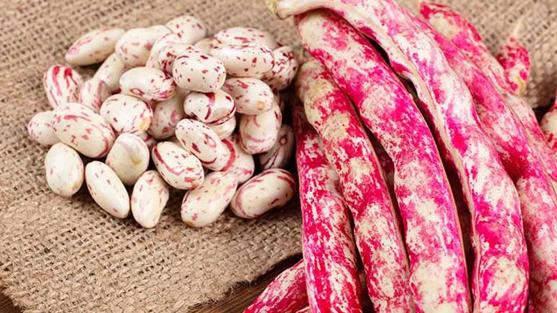 لوبیا چیتی زنجان