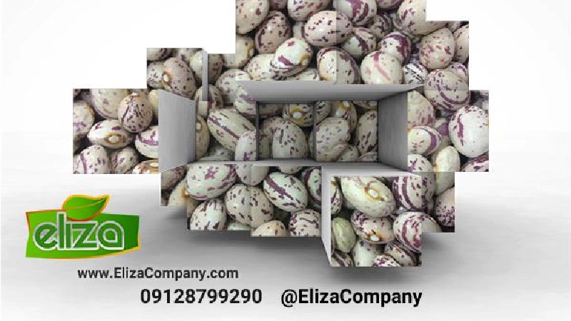 لوبیا چیتی زنجان