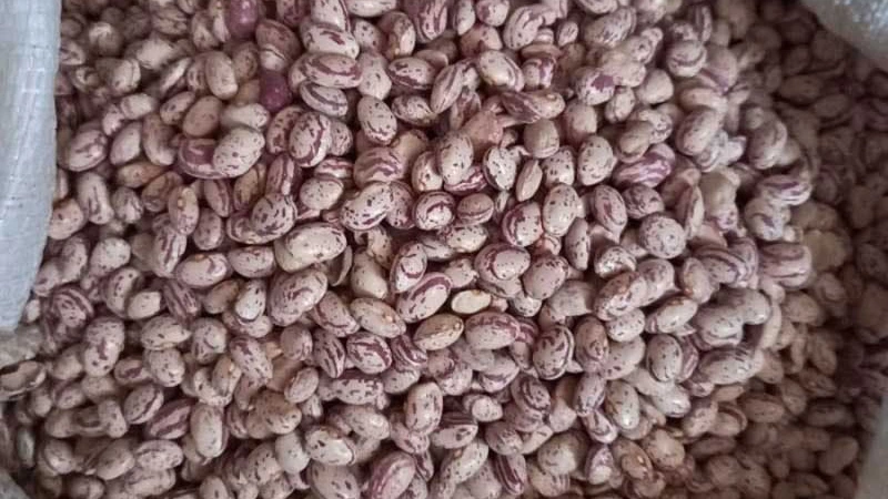 لوبیا چیتی ازنا