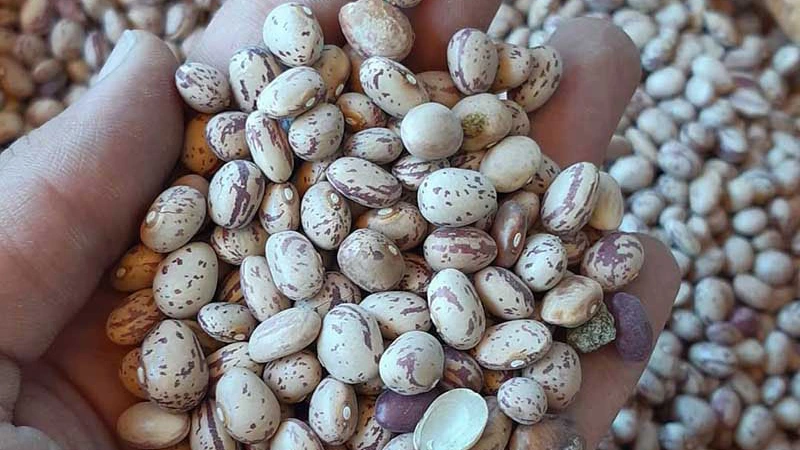 لوبیا چیتی ازنا