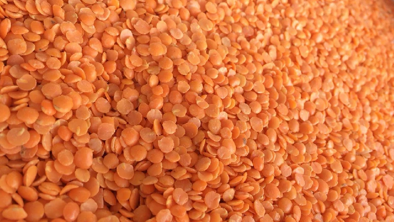 دال عدس کانادایی