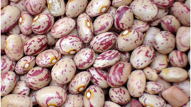 لوبیا چیتی اقلید