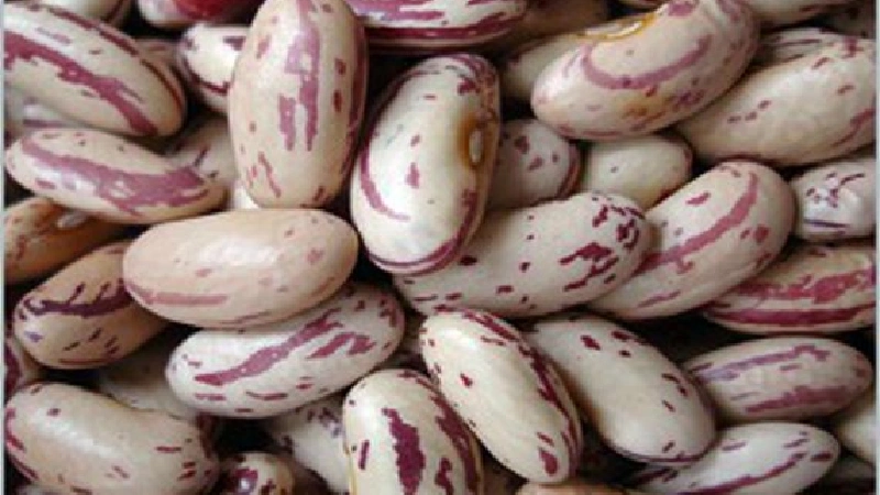 انواع لوبیا