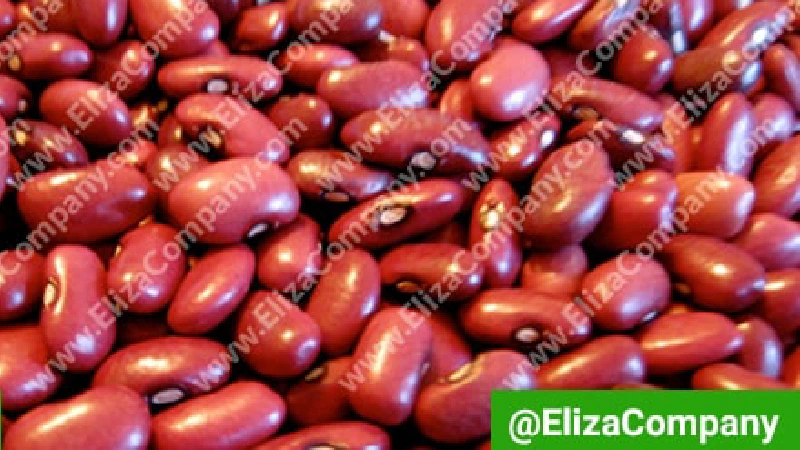 انواع لوبیا