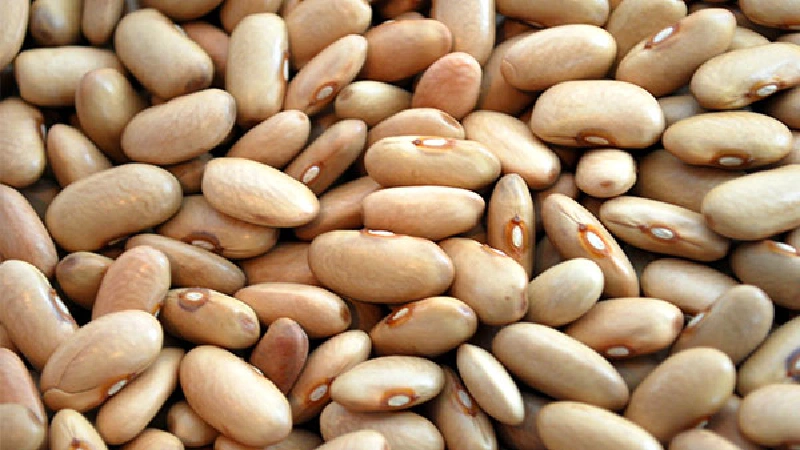 انواع لوبیا