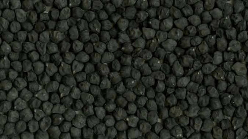 انواع نخود سفید 