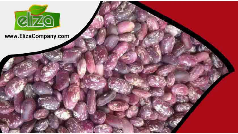 لوبیا چیتی ازبک