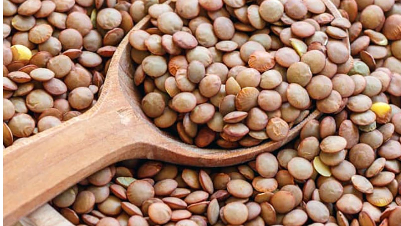 بهترین عدس ایران