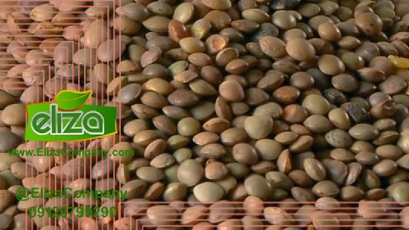 بهترین عدس ایران