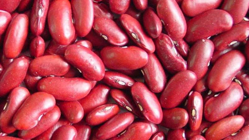 لوبیا قرمز خمین 