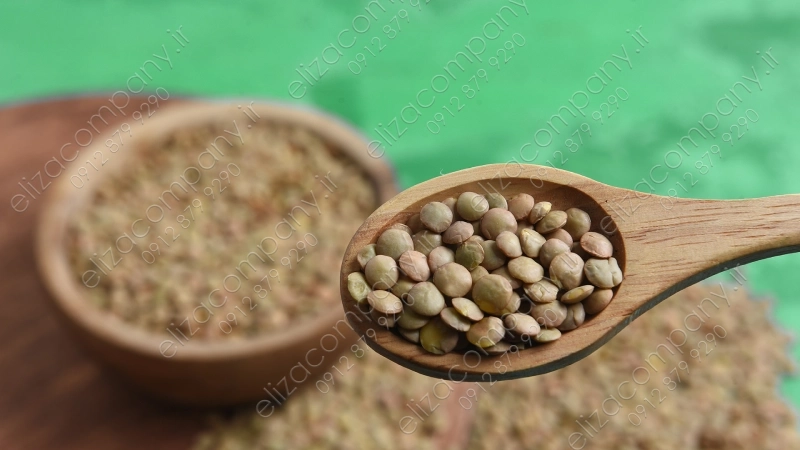 واردات عدس کانادایی